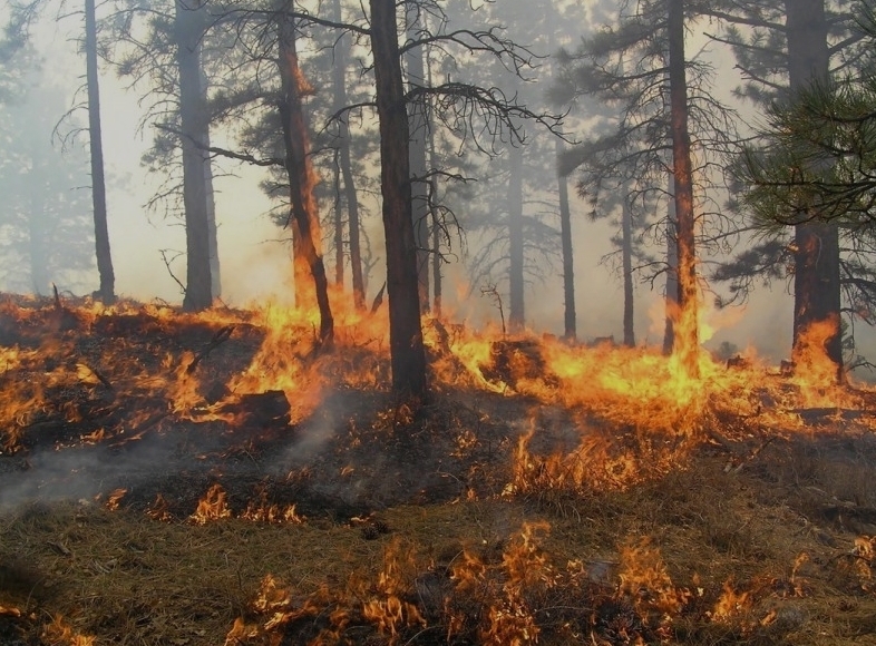 UPOZORENJE IZ JP ŠPD ZDK: NE PALITI VATRU U BLIZINI ŠUME