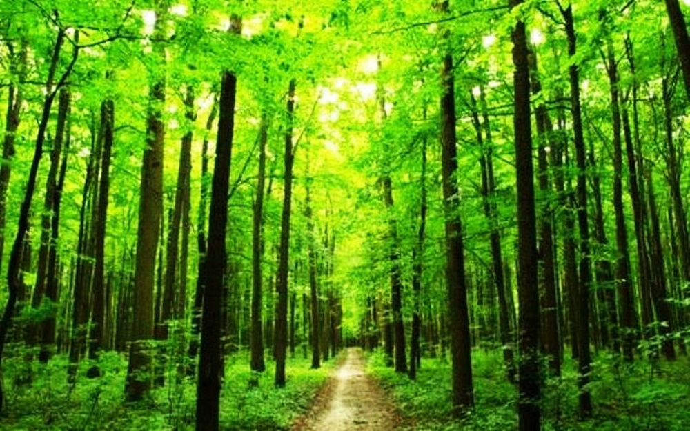 VLADA ZDK USVOJILA INFORMACIJU O ŠUMSKIM KRAĐAMA  GALIJAŠEVIĆ: „ODLUČNI SMO U BORBI PROTIV BESPRAVNE SJEČE ŠUME“