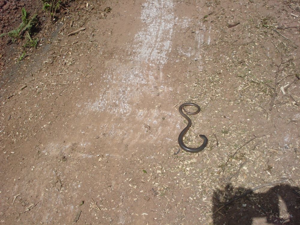 ŠTA UČINITI KOD ZMIJSKOG UJEDA