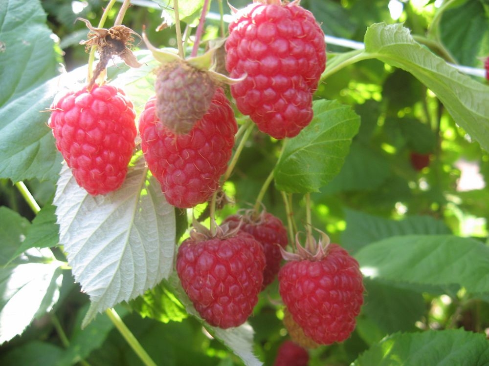 VLADA ODOBRILA 34.590,00 KM UZGAJIVAČIMA JAGODIČASTOG VOĆA ZA ZASNIVANJE NOVIH ZASADA